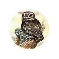 Little Owl