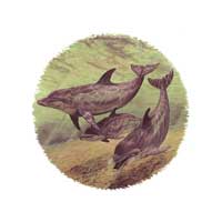 Dolphins