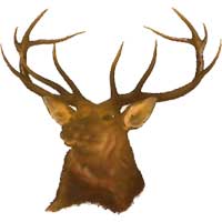 Stag