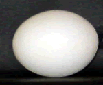 Duck Egg