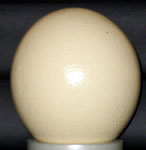 Ostrich Egg