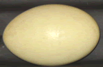 Rhea Egg