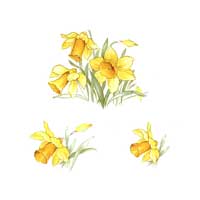 Golden Daffs.Decal